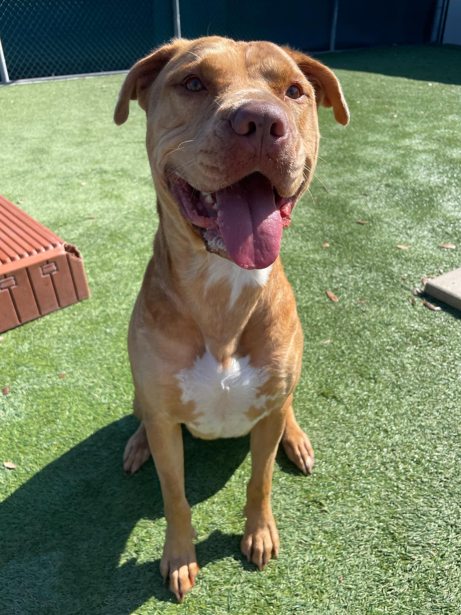 Skully, Adoptable, Adult Male Mixed Breed.