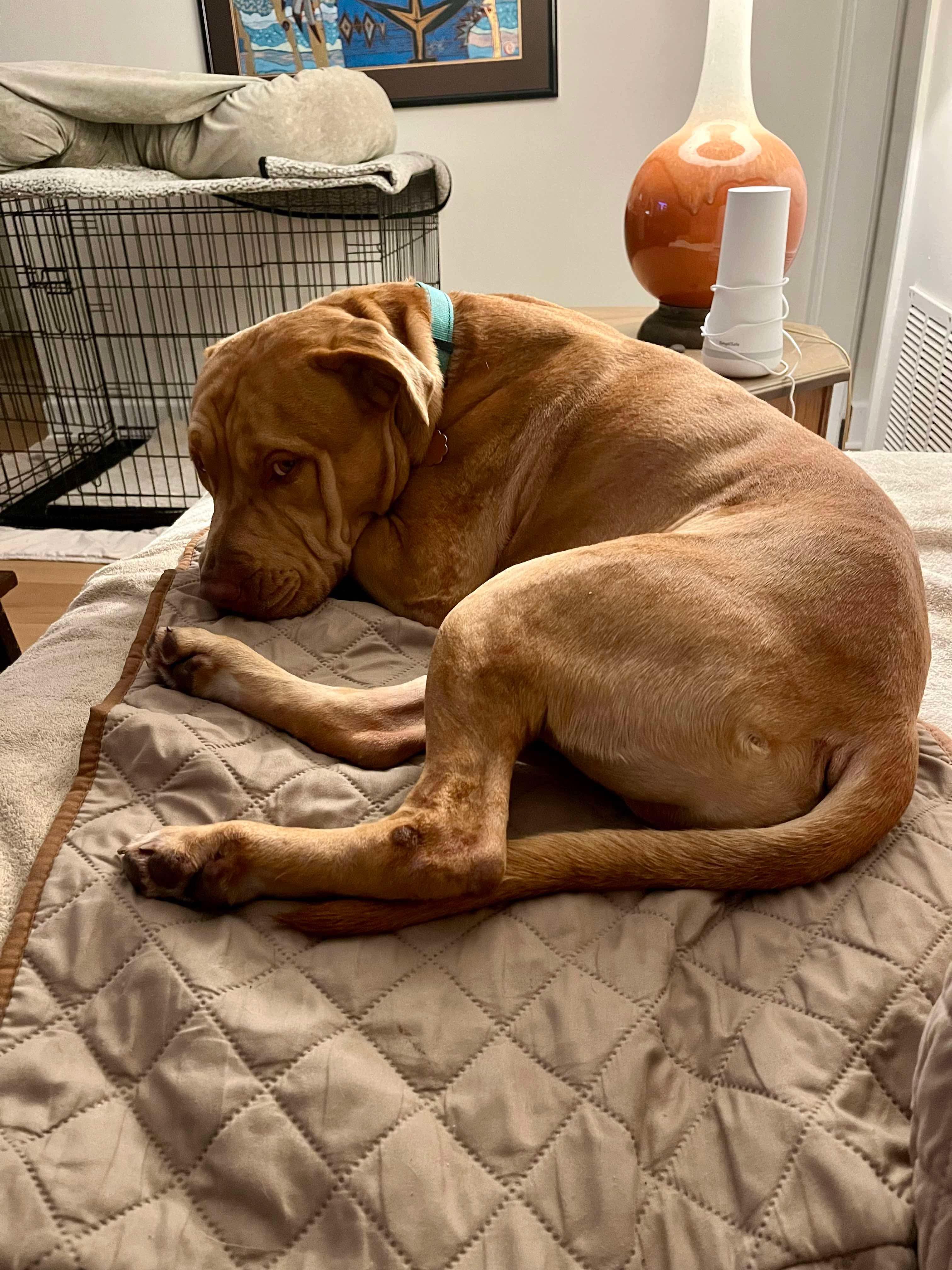 Skully, a Adoptable mixed breed in Sanford, FL image 2/6