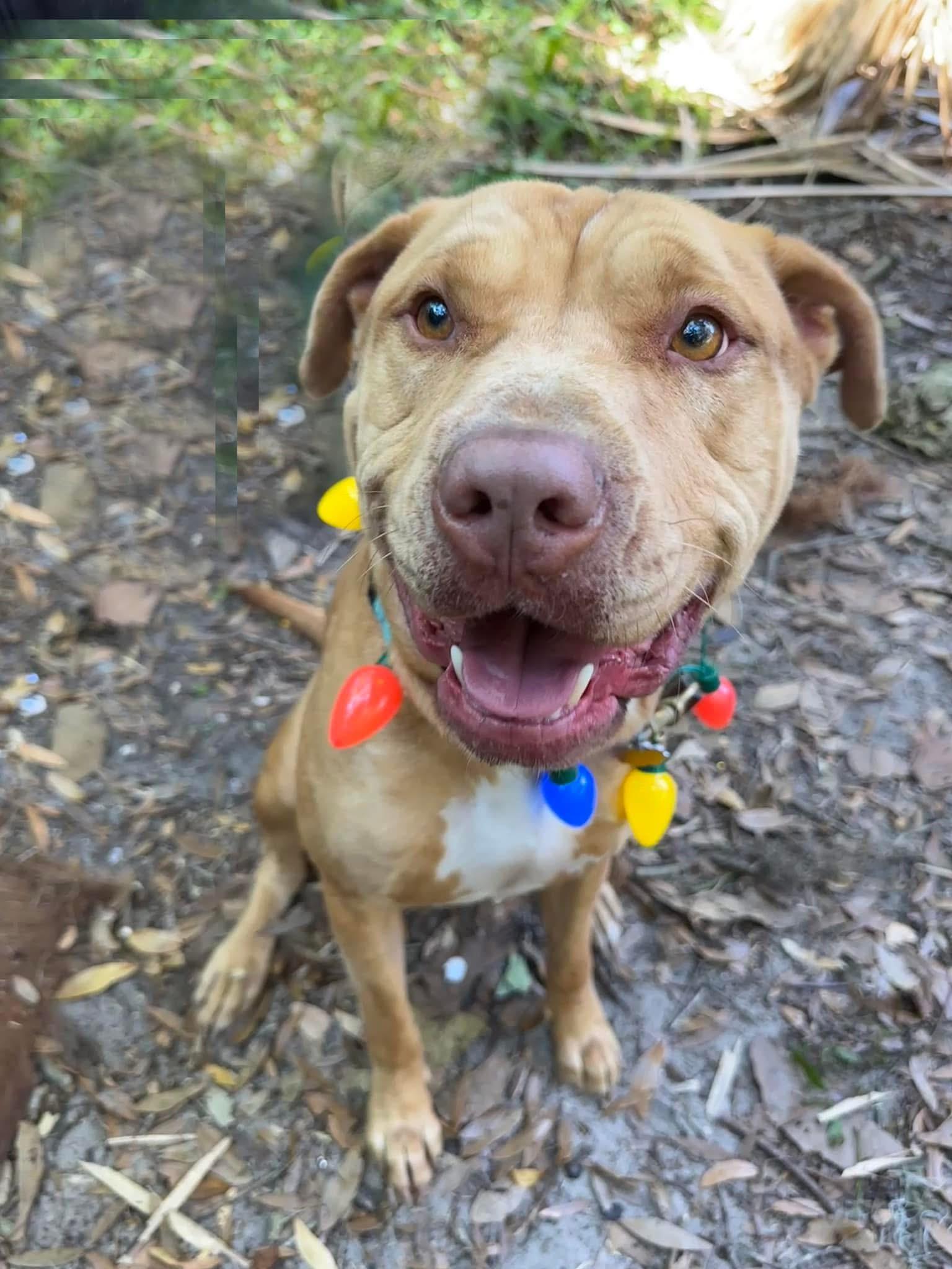 Skully, a Adoptable mixed breed in Sanford, FL image 3/6