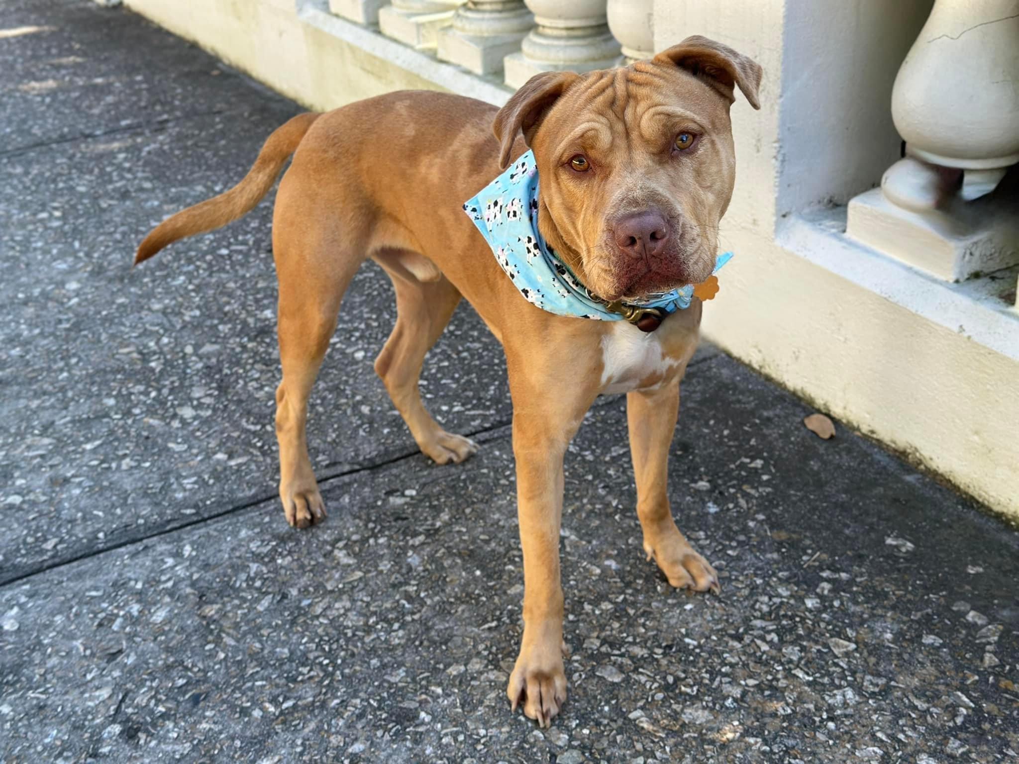 Skully, a Adoptable mixed breed in Sanford, FL image 4/6