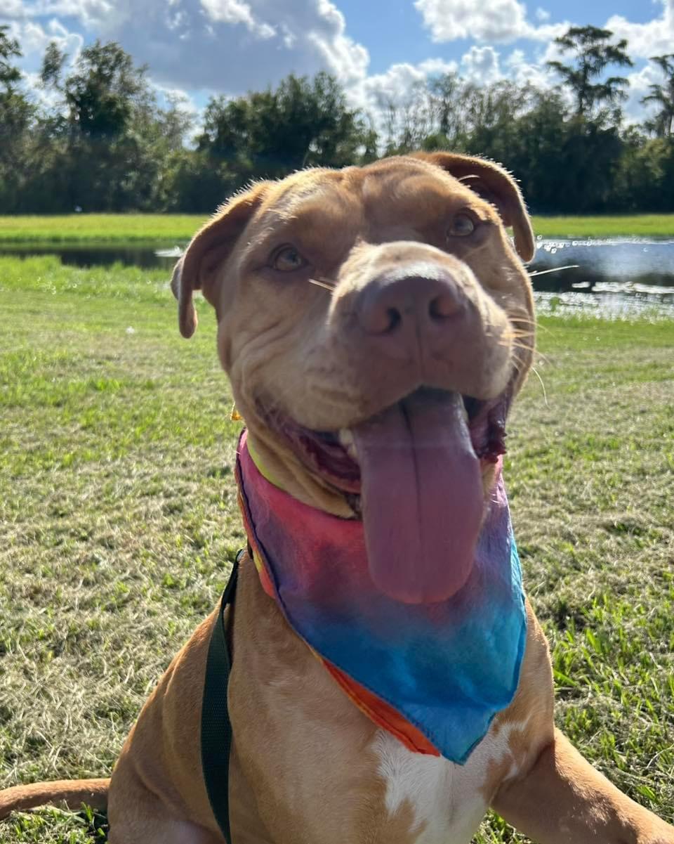 Skully, a Adoptable mixed breed in Sanford, FL image 5/6
