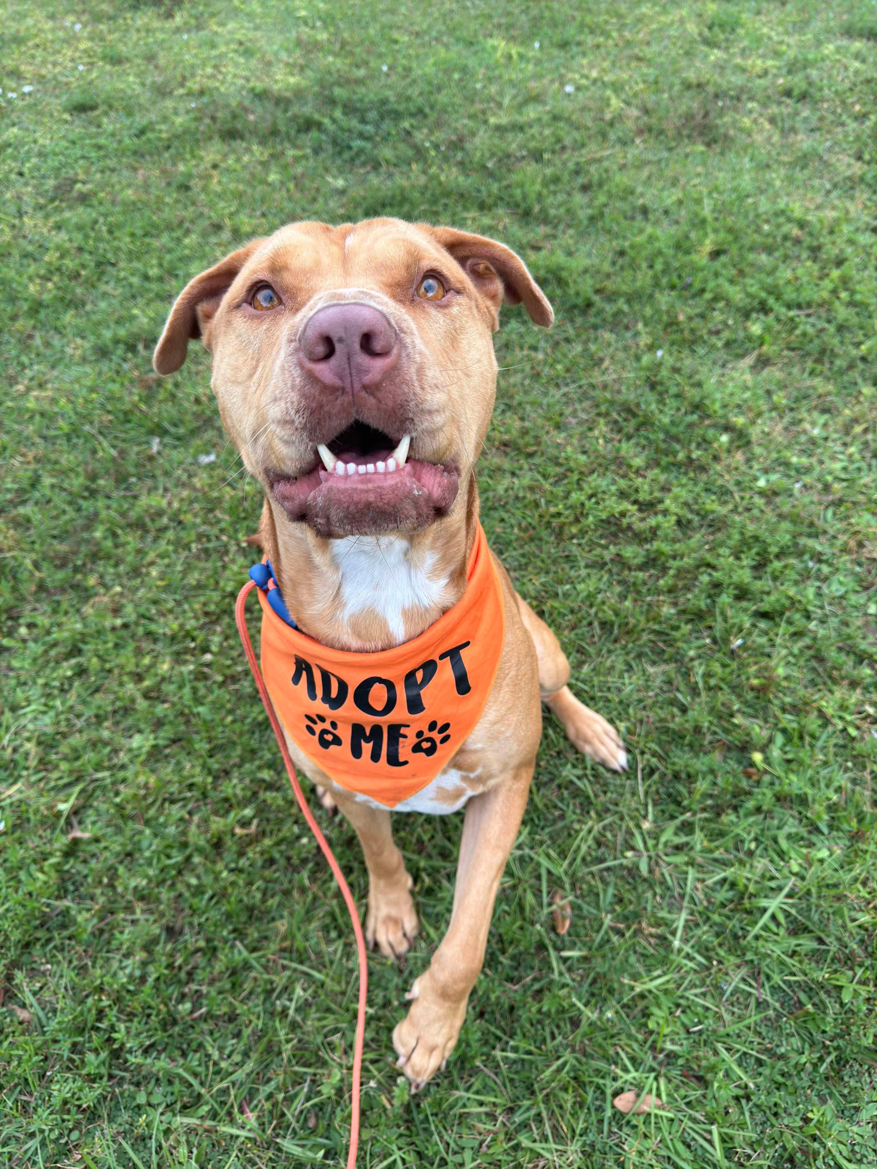 Skully, a Adoptable mixed breed in Sanford, FL image 6/6