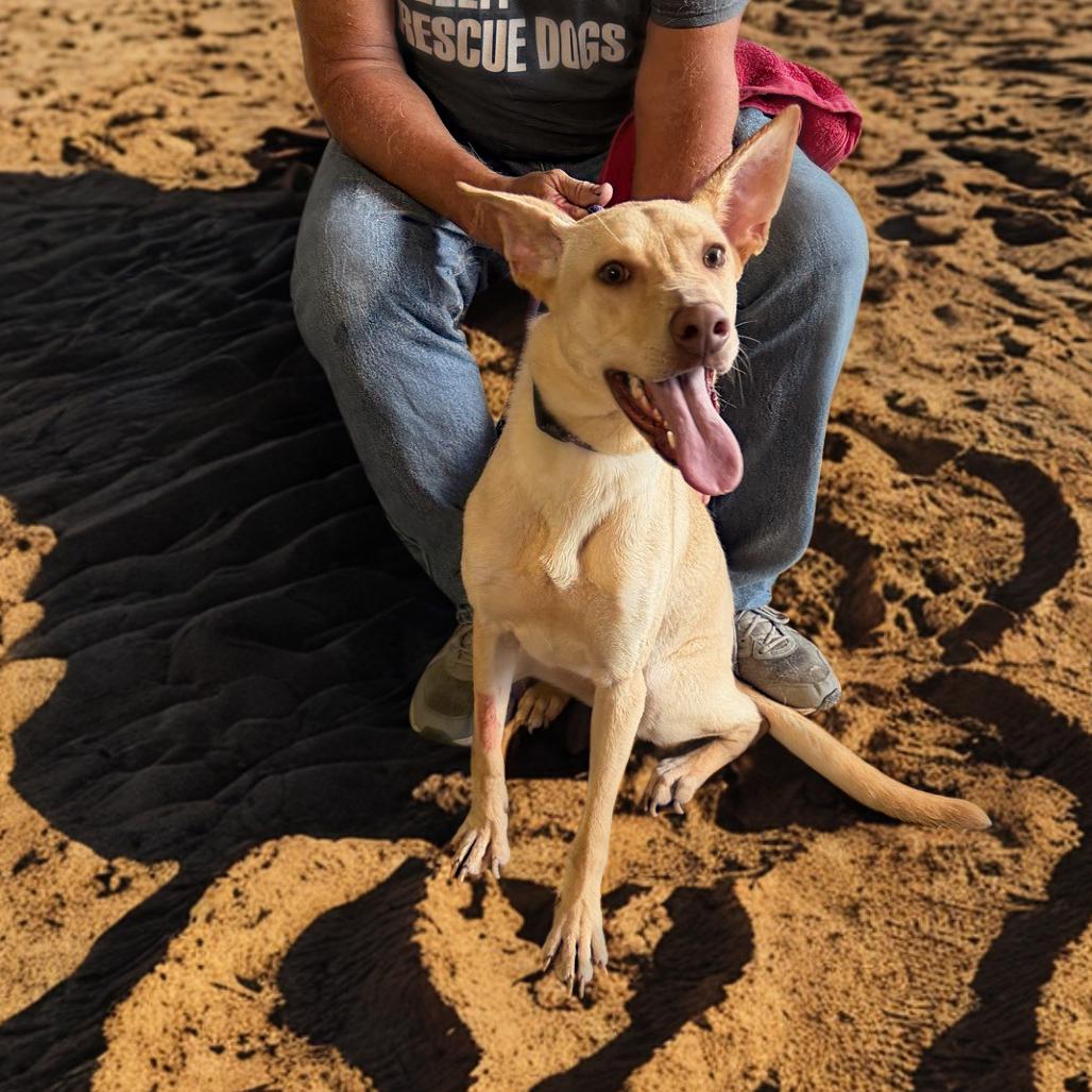 Blondie, Adoptable, Adult Female Yellow Labrador Retriever.