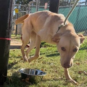 Enlarge Blondie, a Adoptable mixed breed in Denison, TX image 2/5