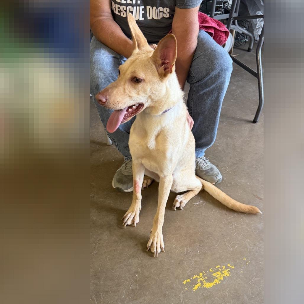 Enlarge Blondie, a Adoptable mixed breed in Denison, TX image 3/5