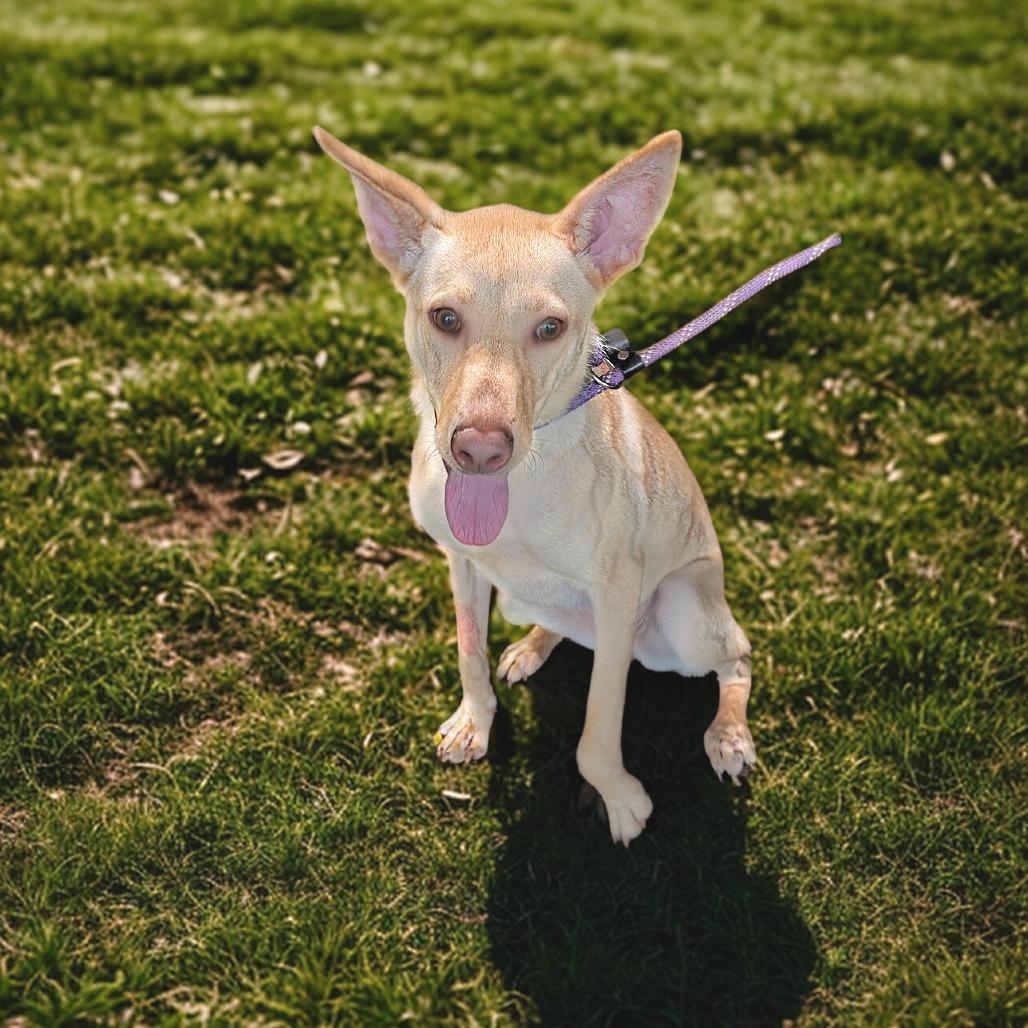 Enlarge Blondie, a Adoptable mixed breed in Denison, TX image 4/5