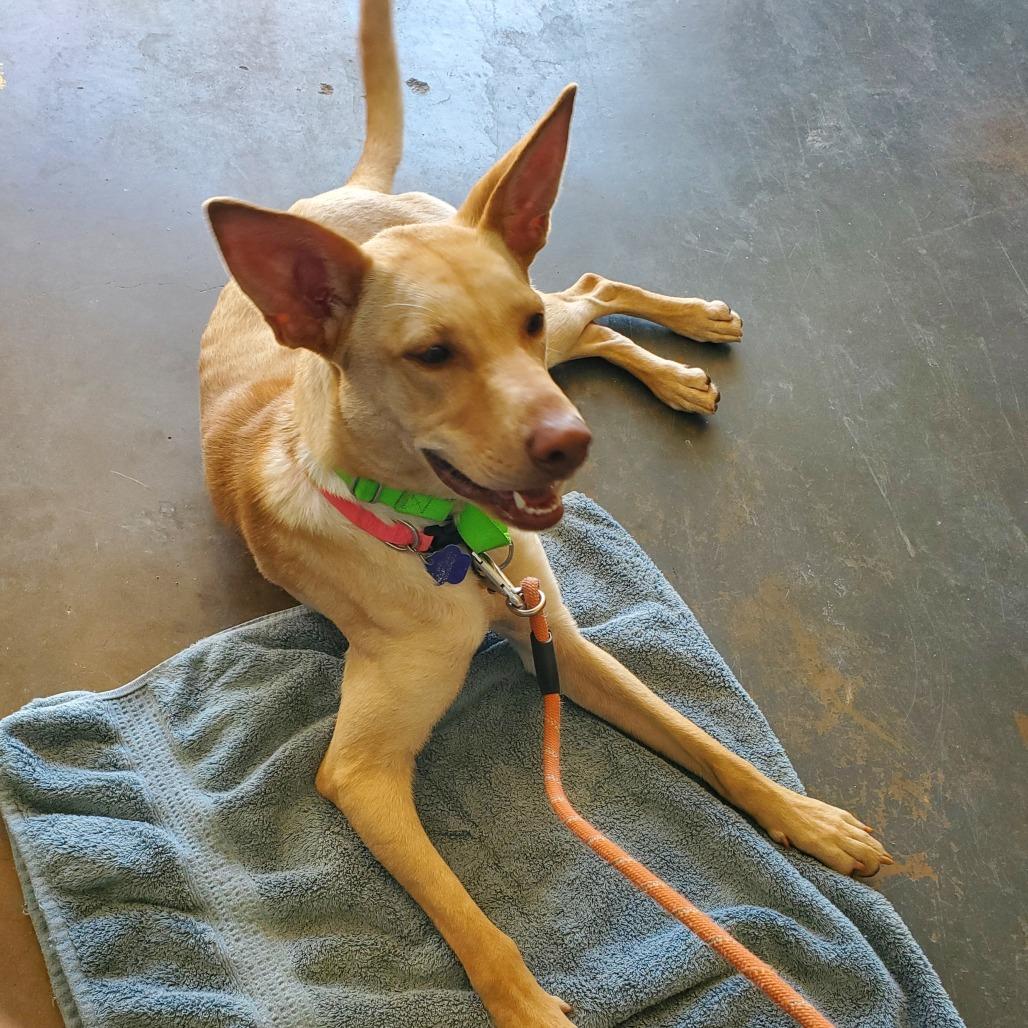 Enlarge Blondie, a Adoptable mixed breed in Denison, TX image 5/6