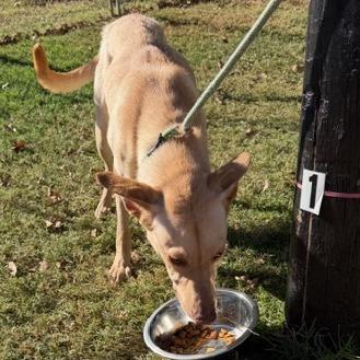 Enlarge Blondie, a Adoptable mixed breed in Denison, TX image 5/5