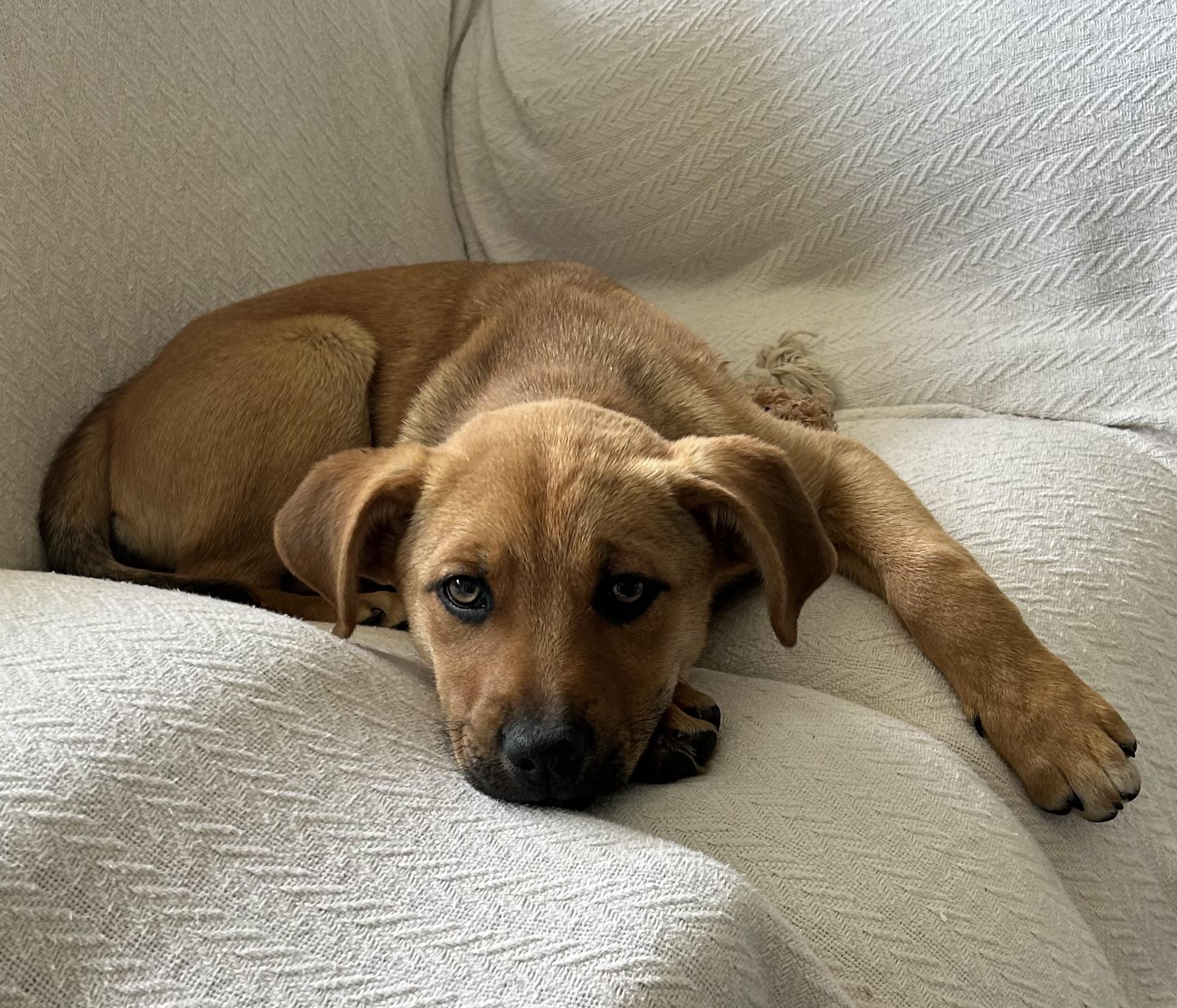 Enlarge Ash , an adopted Mixed Breed in Kenosha, WI image 2/4