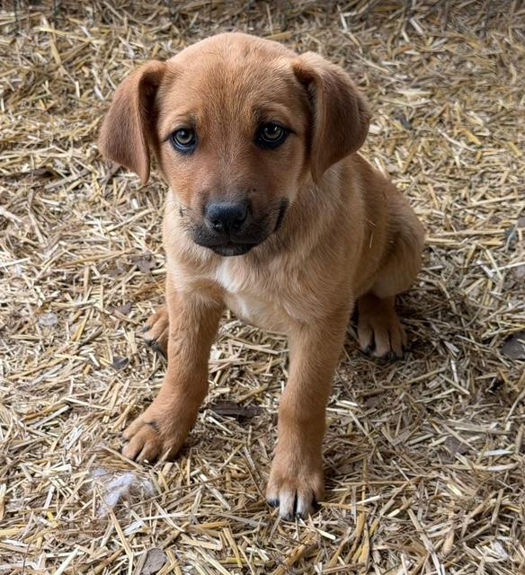 Ash , adopted, Puppy Female Mixed Breed.