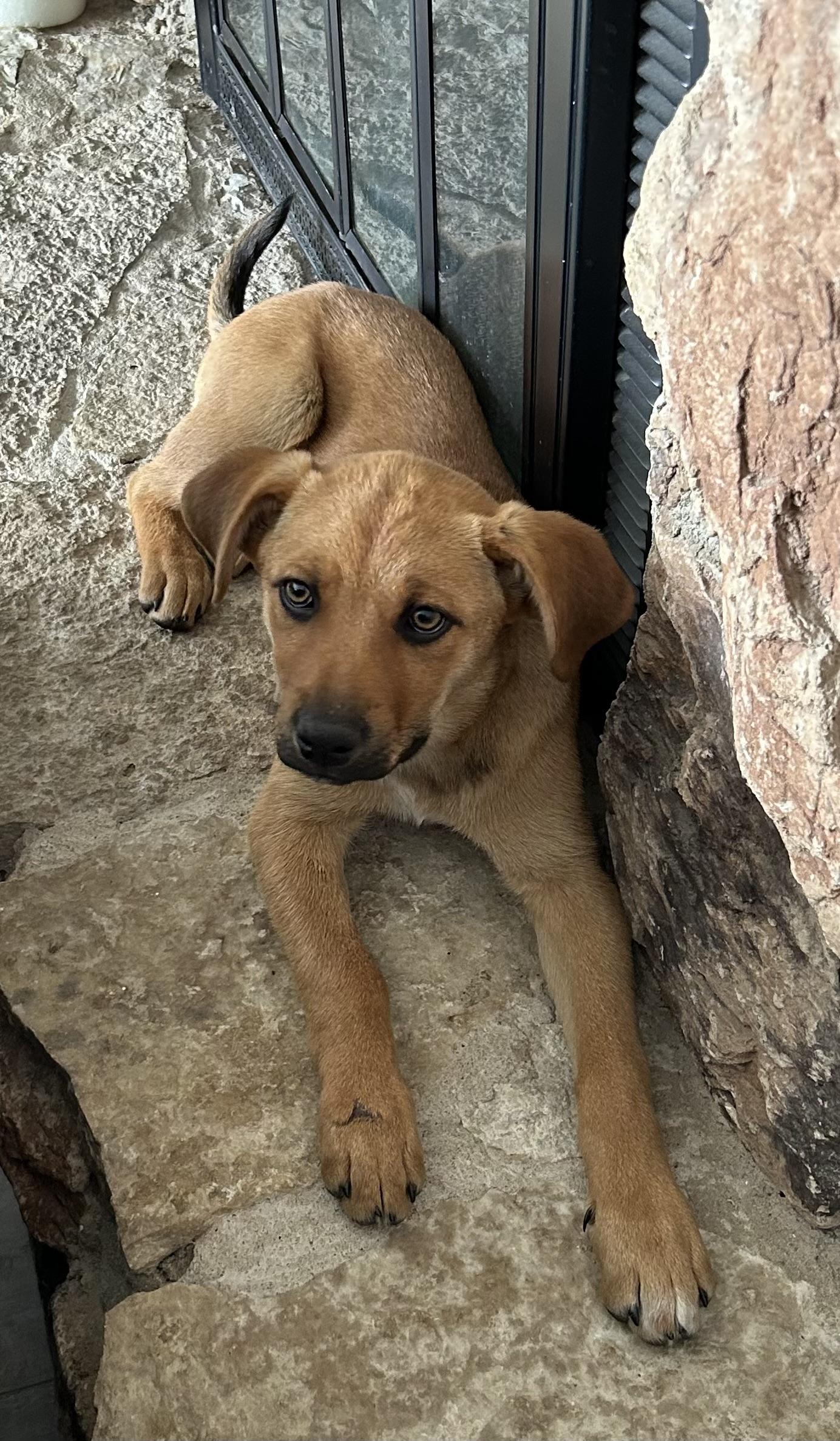 Enlarge Ash , an adopted Mixed Breed in Kenosha, WI image 3/4