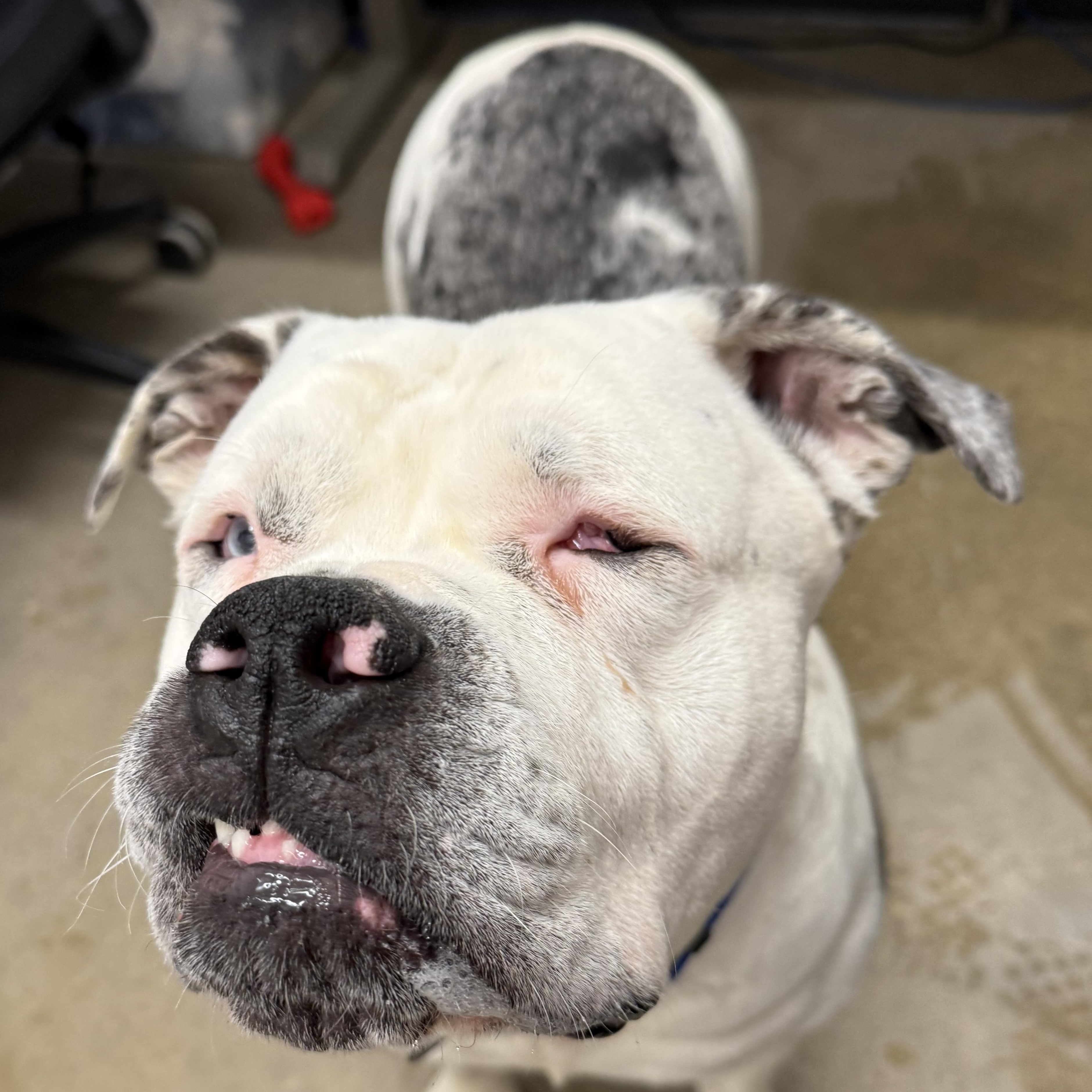 Enlarge Louie, a ADOPTABLE mixed breed in Cleveland, OH image 1/3