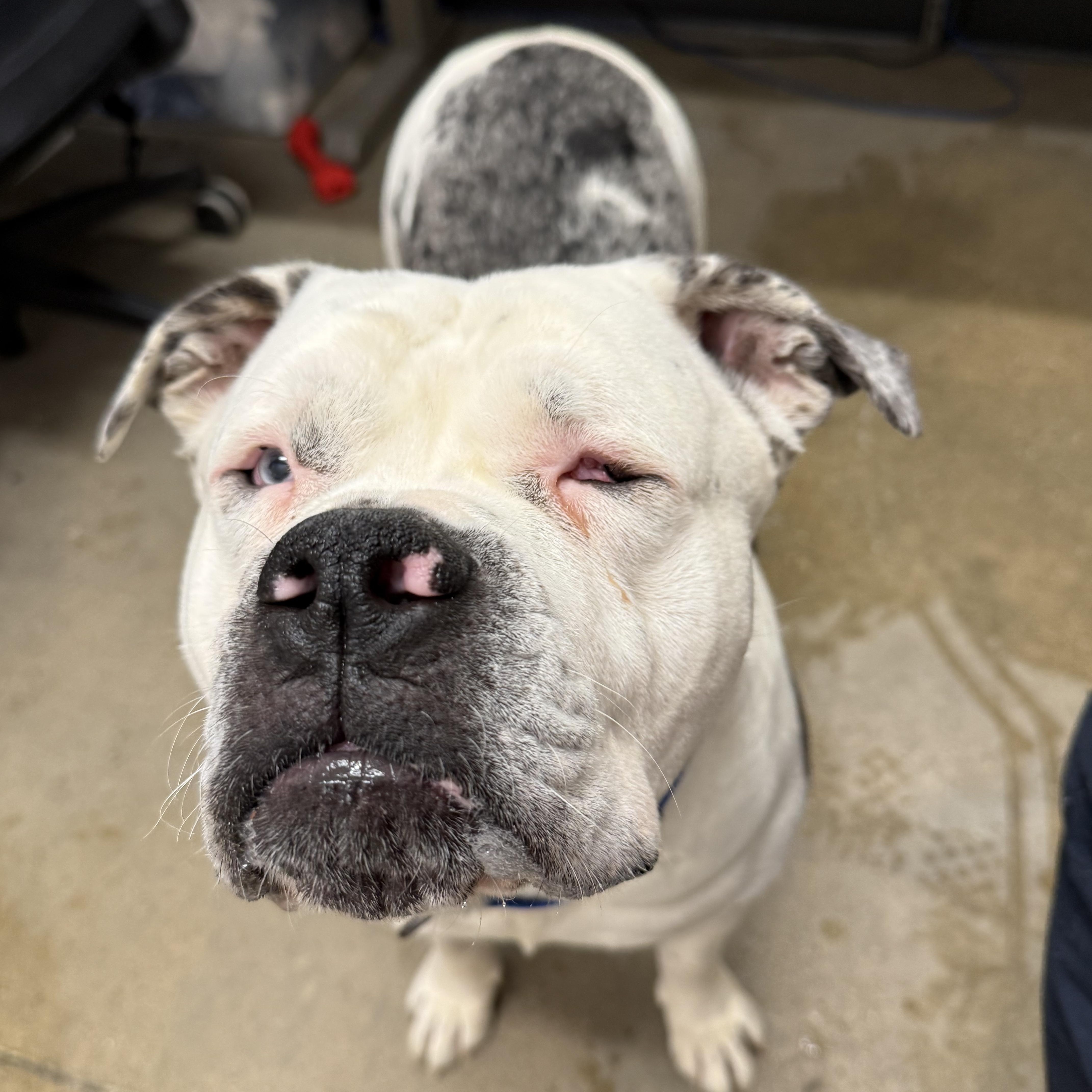 Enlarge Louie, a ADOPTABLE mixed breed in Cleveland, OH image 2/3