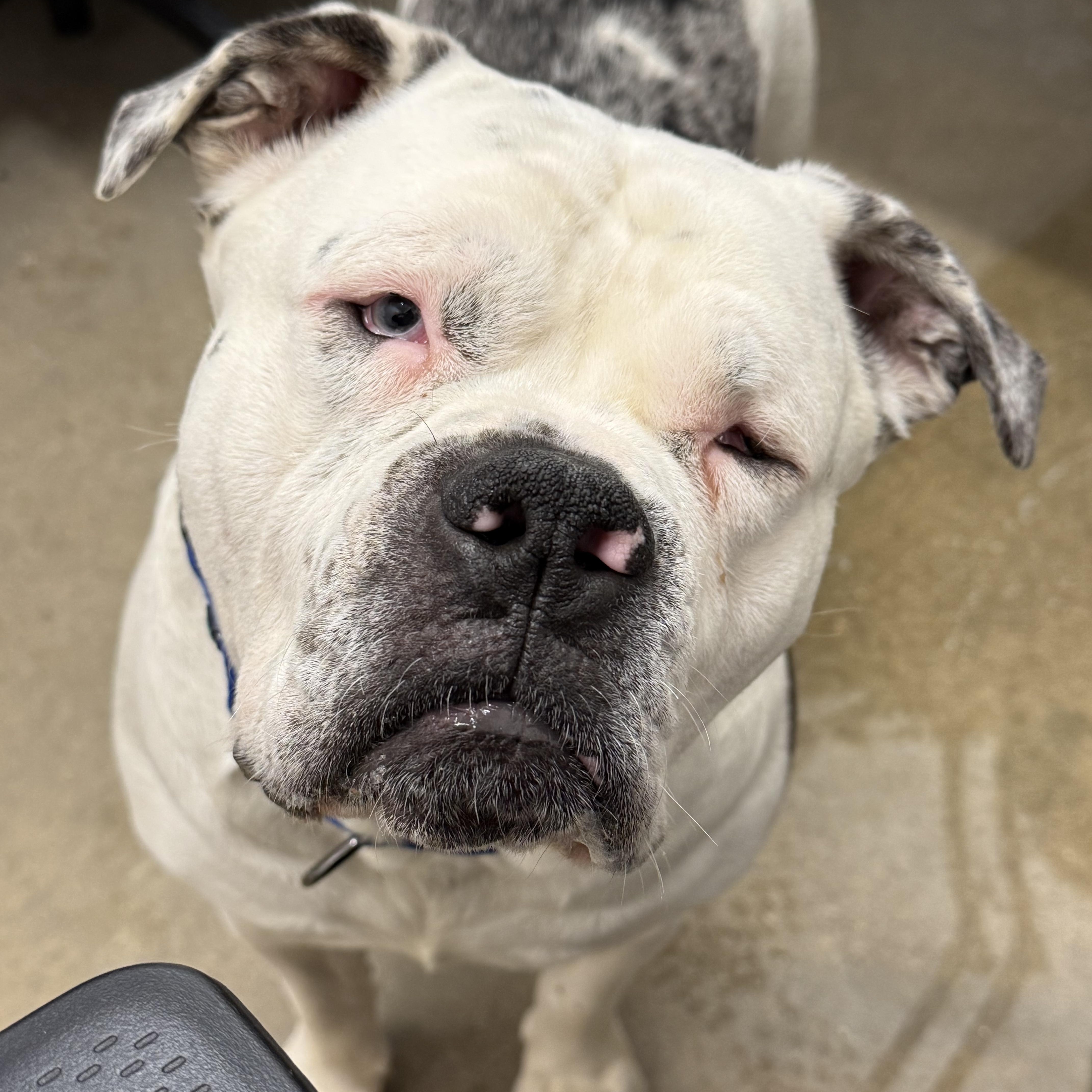 Enlarge Louie, a ADOPTABLE mixed breed in Cleveland, OH image 3/3