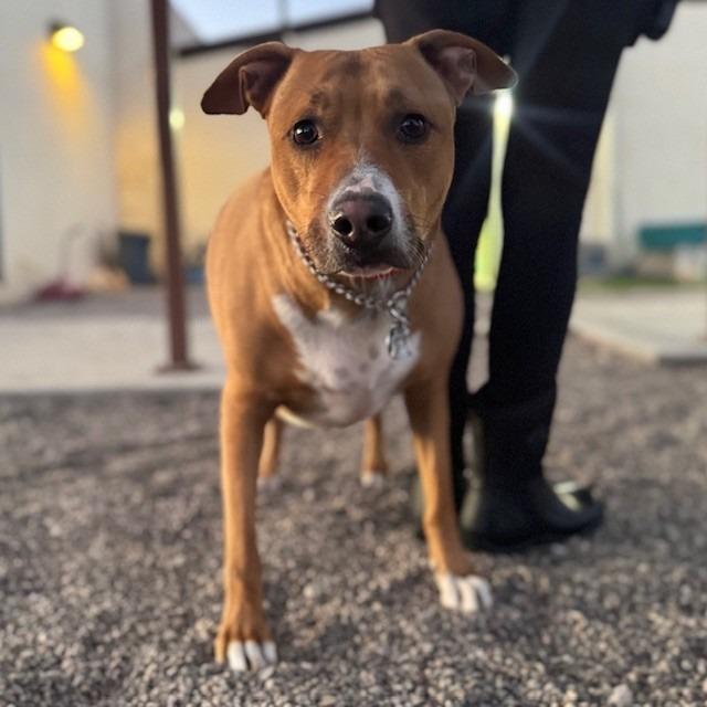 Enlarge MAX (SQ 26-017), a Adoptable mixed breed in Bullhead City, AZ image 1/1