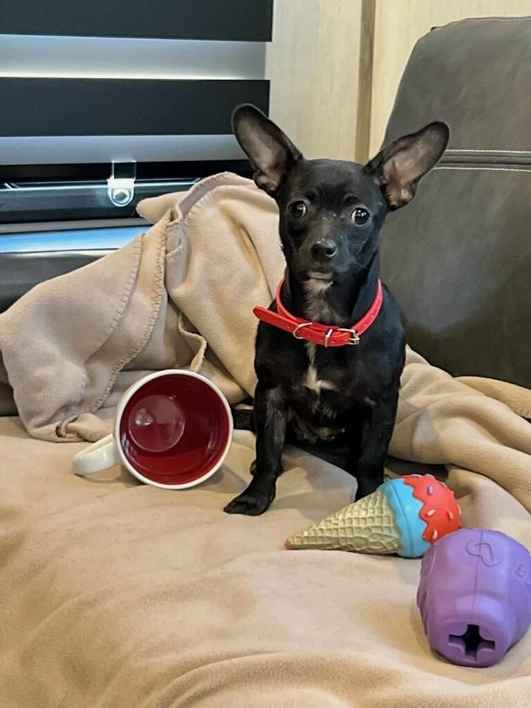 Margy, Adopted, Young Female Chiweenie.