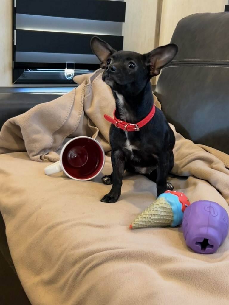 Enlarge Margy, a Adopted Chiweenie in Hayden, AL image 2/10