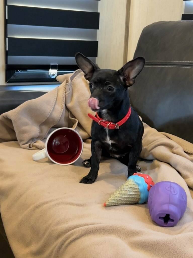 Enlarge Margy, a Adopted Chiweenie in Hayden, AL image 3/10