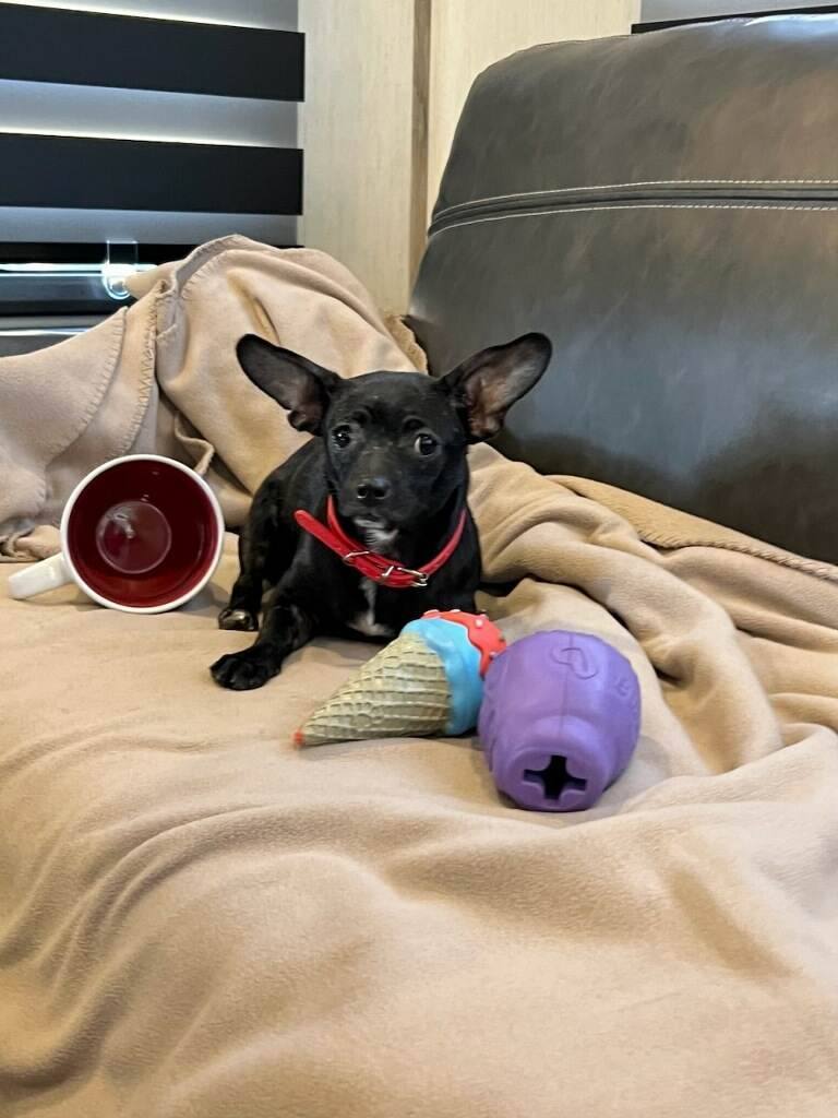 Enlarge Margy, a Adopted Chiweenie in Hayden, AL image 4/10