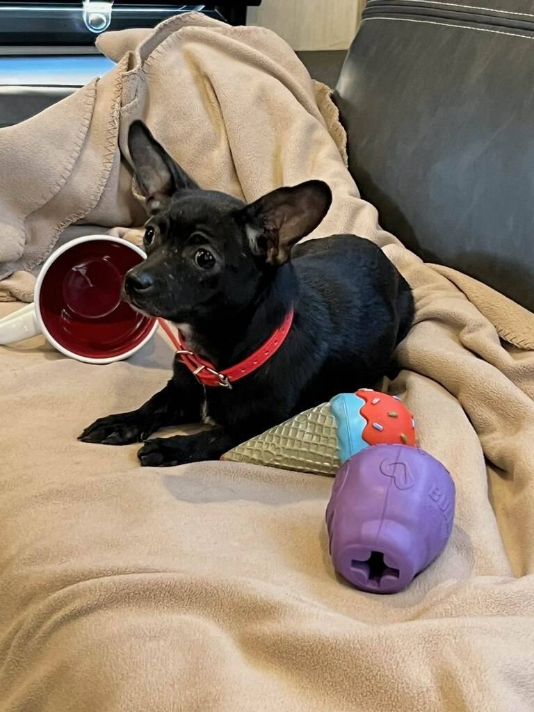 Enlarge Margy, a Adopted Chiweenie in Hayden, AL image 5/10