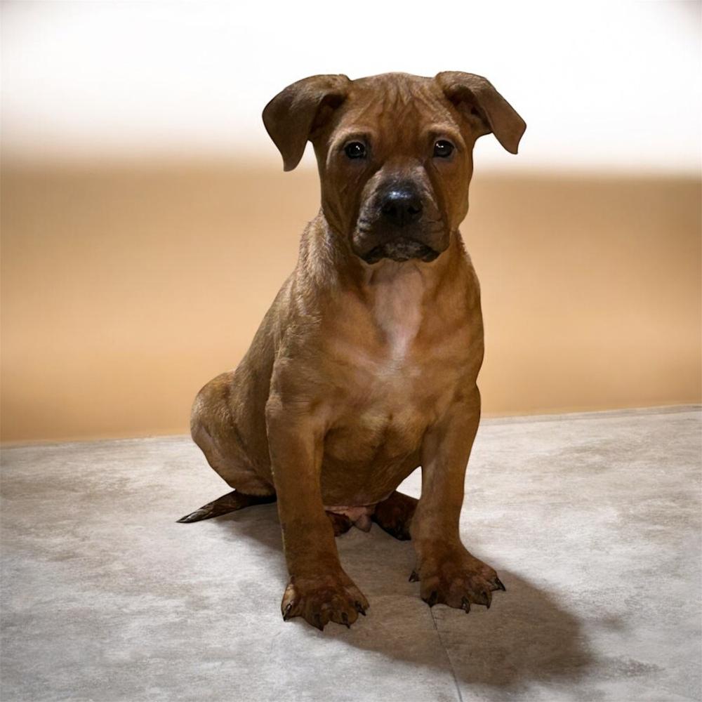 Ziggy, a Adoptable mixed breed in Brownstown, IN image 1/2