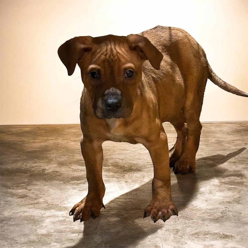 Ziggy, a Adoptable mixed breed in Brownstown, IN image 2/2