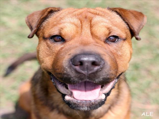 A518169, Adoptable, Young Male Shar-Pei & Mixed Breed.
