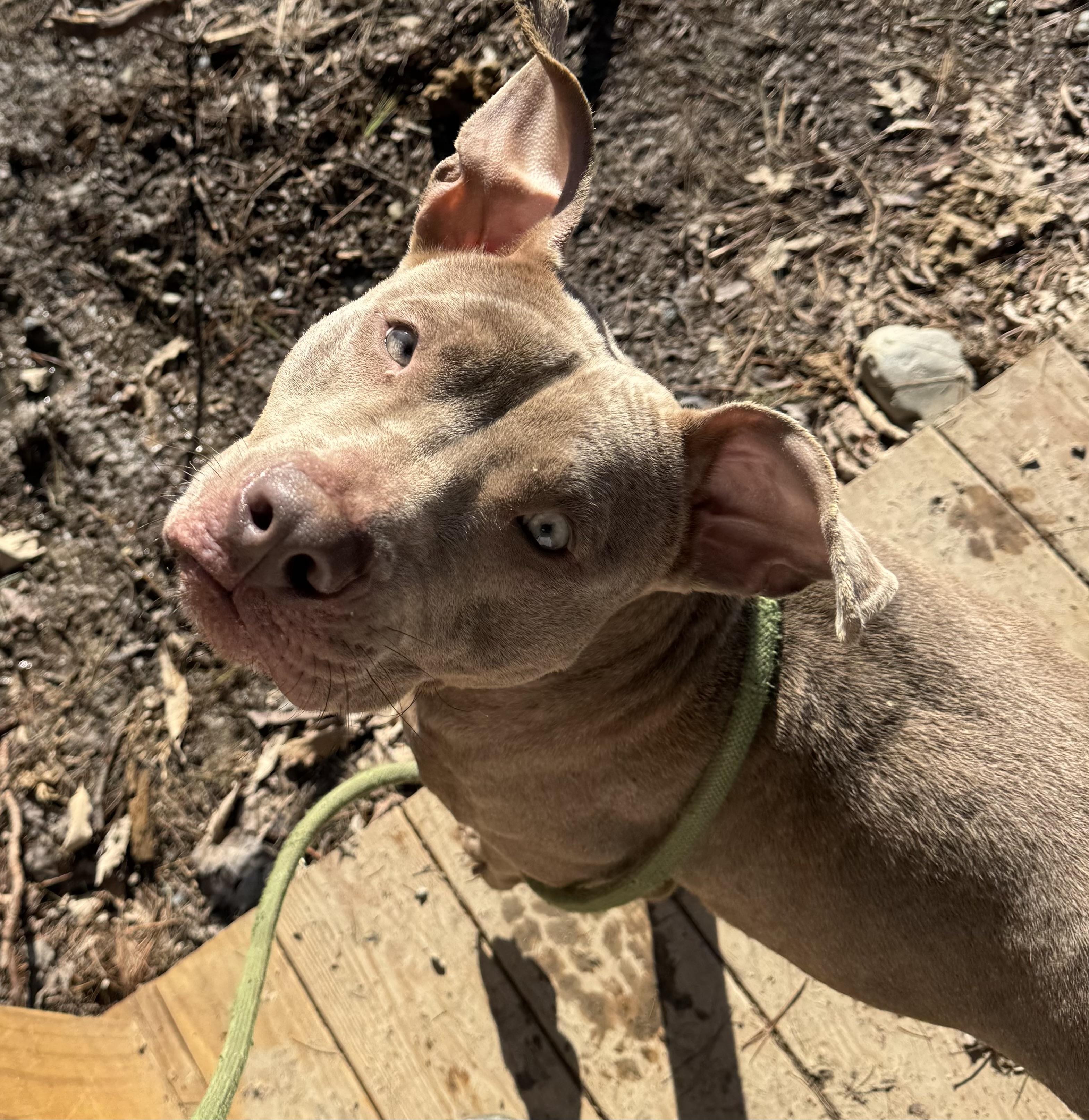 Javier, a Adoptable Mixed Breed in Vassalboro, ME image 2/2
