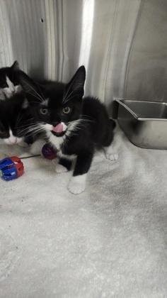 Java, Adoptable, Young Female Domestic Short Hair & Domestic Short Hair.