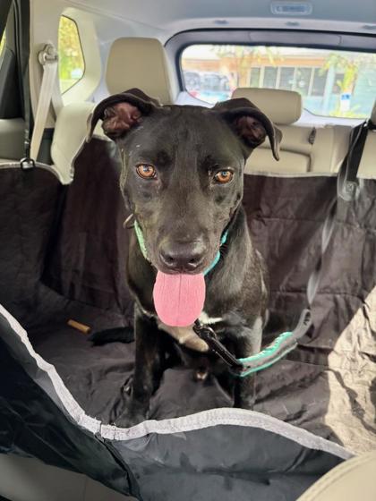 Oreo McFlurry, Adoptable, Adult Male Terrier & Mixed Breed.