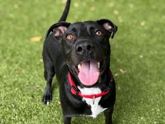 Enlarge Oreo McFlurry, a Adoptable mixed breed in Gainesville, FL image 3/3