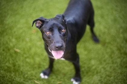 Enlarge Oreo McFlurry, a Adoptable mixed breed in Gainesville, FL image 3/3