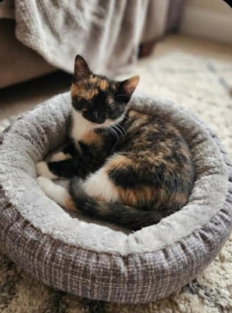 Enlarge Felicity, a ADOPTABLE Domestic Short Hair in Sayreville, NJ image 1/1