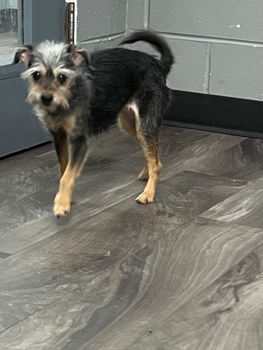 Rose, adopted, Adult Female Yorkshire Terrier.