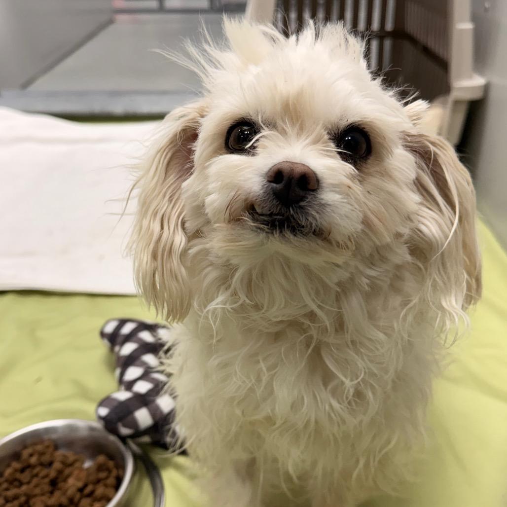 Akelina, Adoptable, Adult Female Maltese & Shih Tzu.