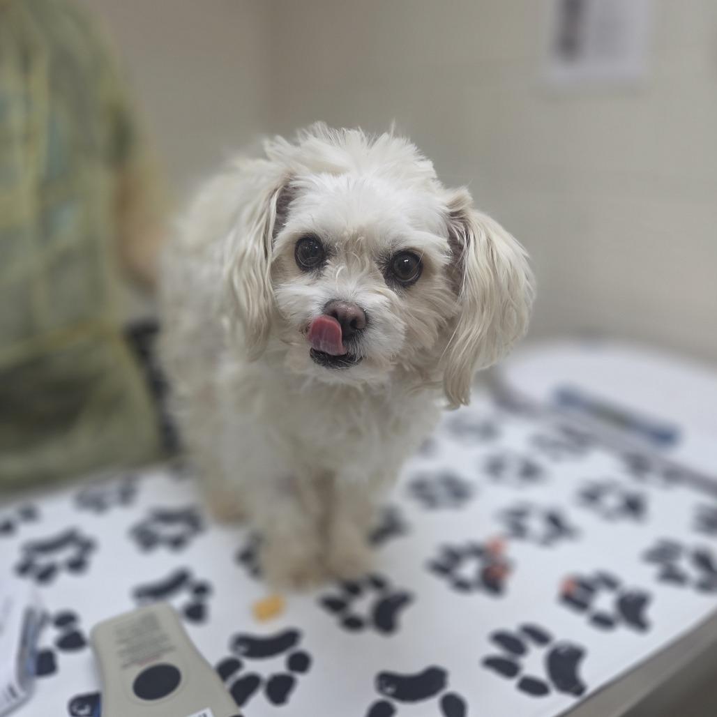 Enlarge Akelina, a Adoptable mixed breed in Incline Village, NV image 2/3