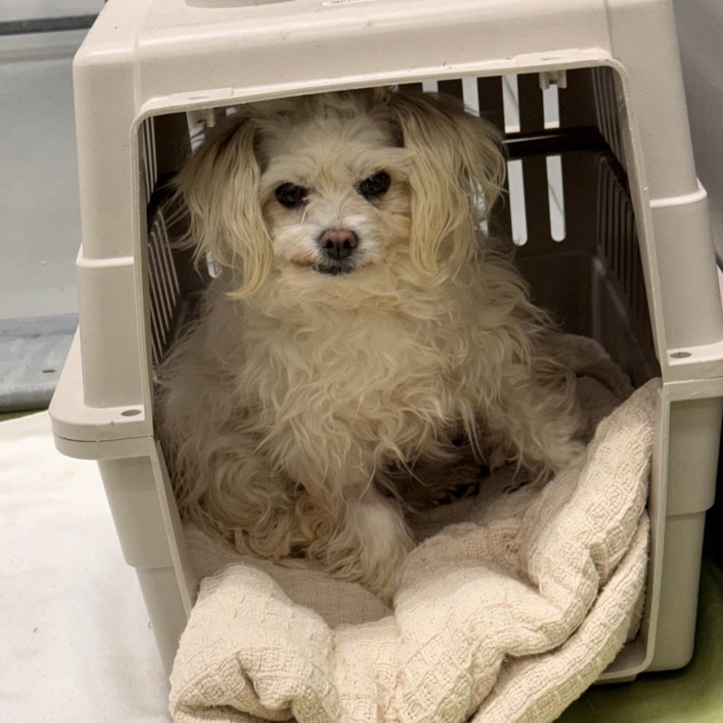 Enlarge Akelina, a Adoptable mixed breed in Incline Village, NV image 3/3