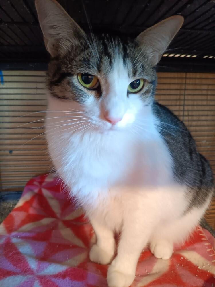 Snoopy, Adoptable, Adult Female Domestic Short Hair.