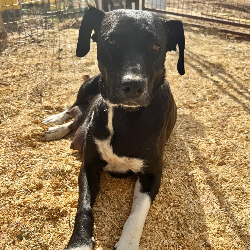 Merry, Adoptable, Adult Female Black Labrador Retriever.