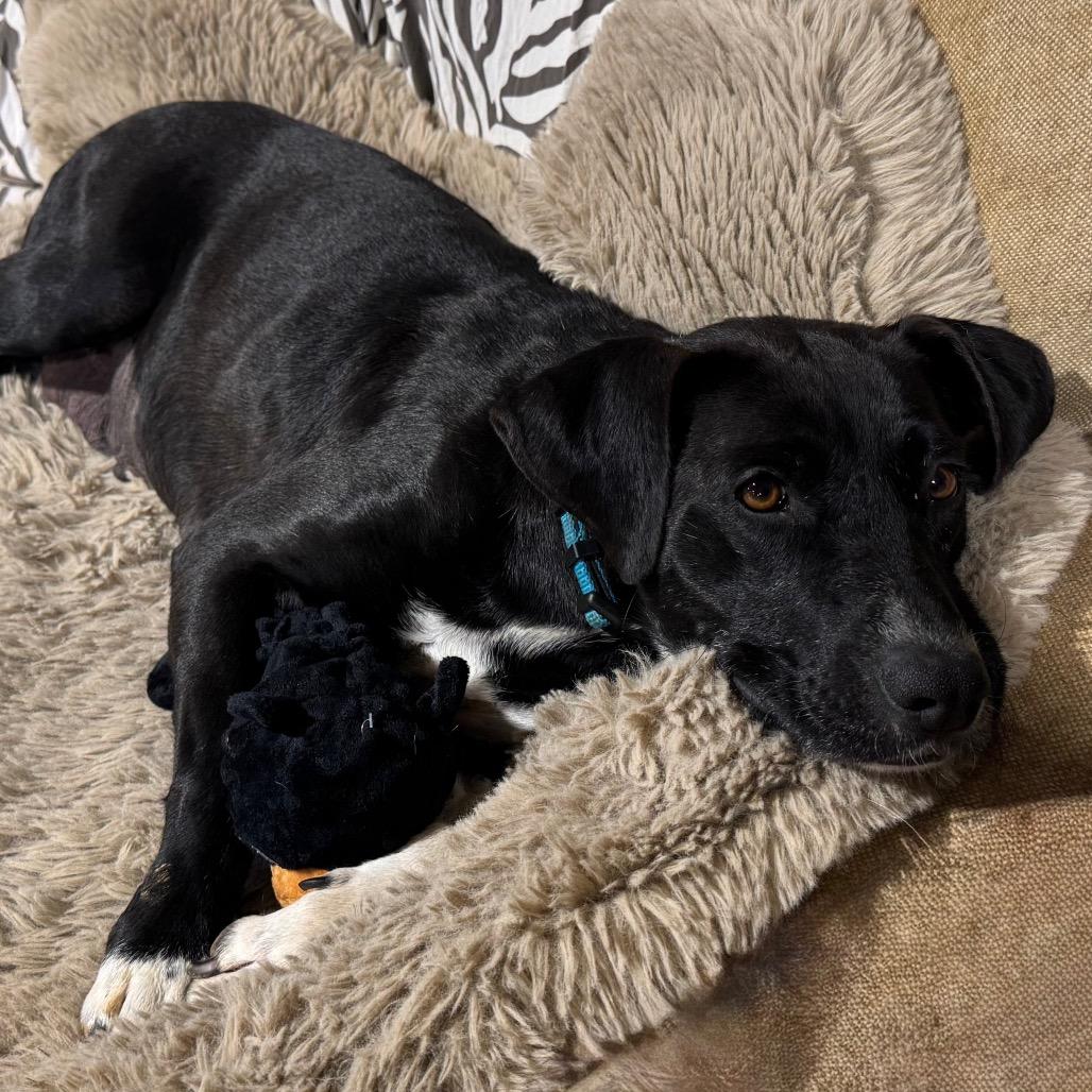 Enlarge Merry, a Adoptable Mixed Breed in Duck River, TN image 2/4