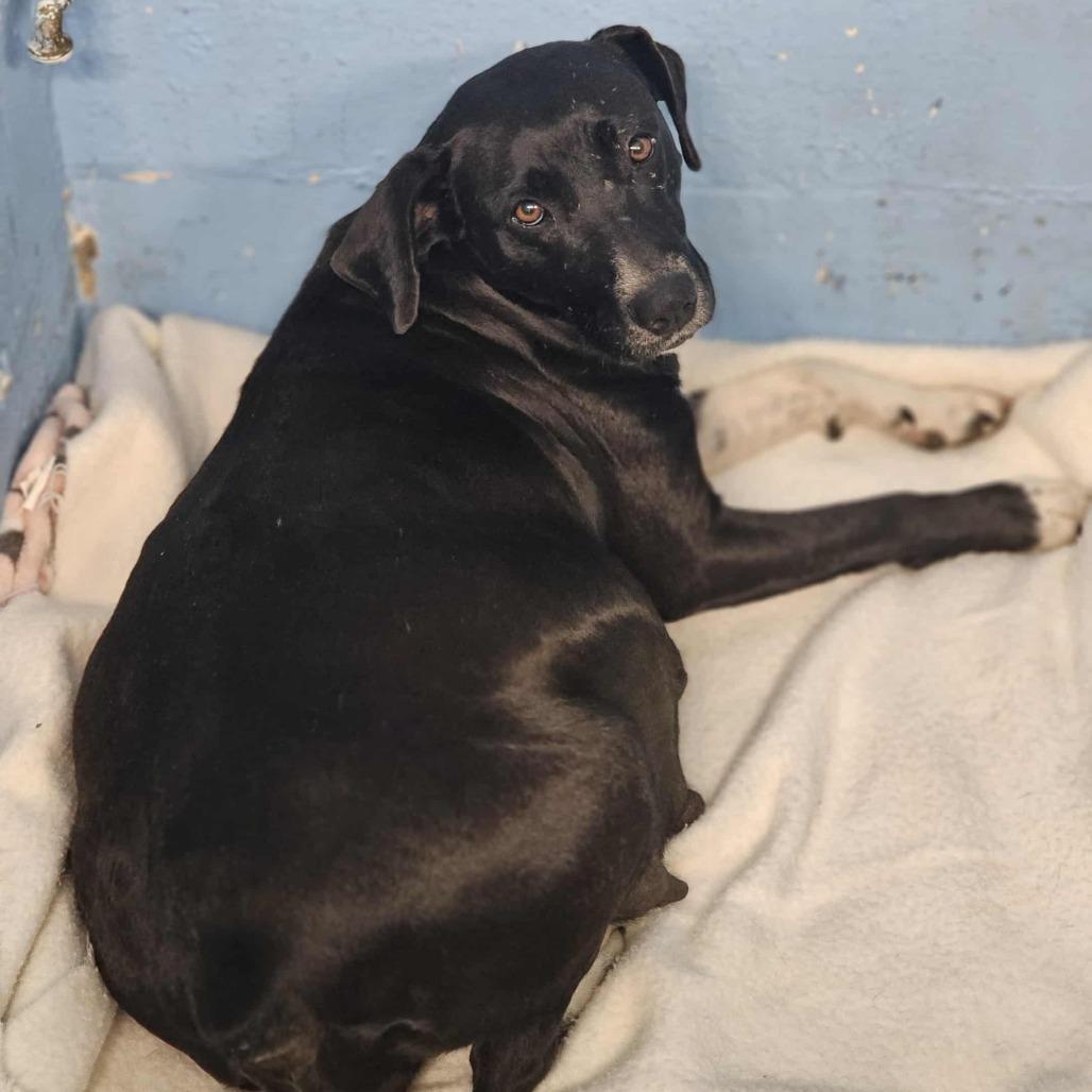 Enlarge Merry, a Adoptable Black Labrador Retriever in Duck River, TN image 2/3