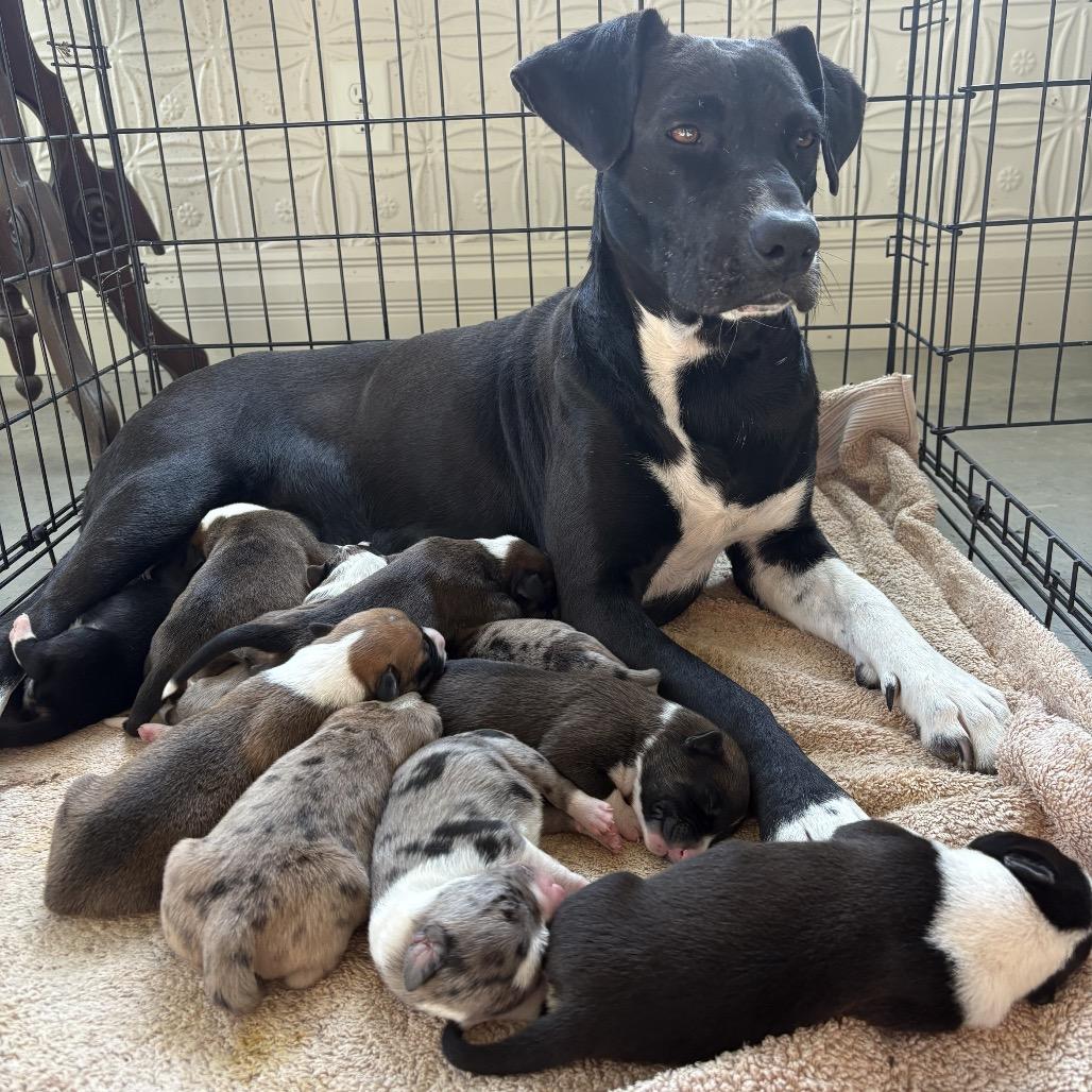 Enlarge Merry, a Adoptable Black Labrador Retriever in Duck River, TN image 3/3