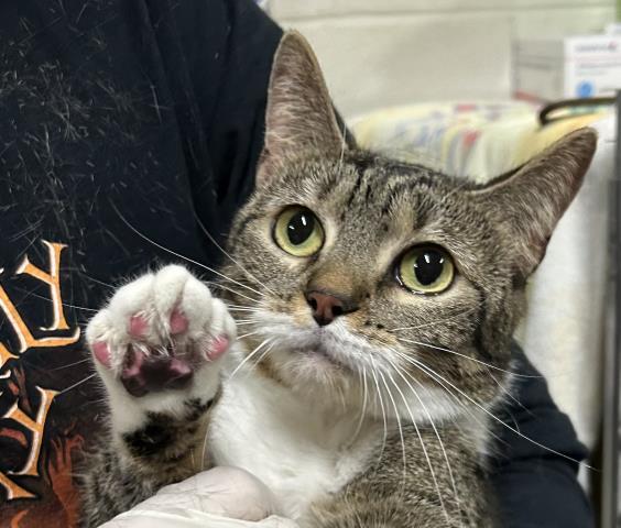 Enlarge BELLE, a Adoptable Domestic Short Hair in Pensacola, FL image 1/1