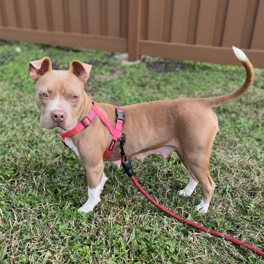 Misty — thumbnail 4