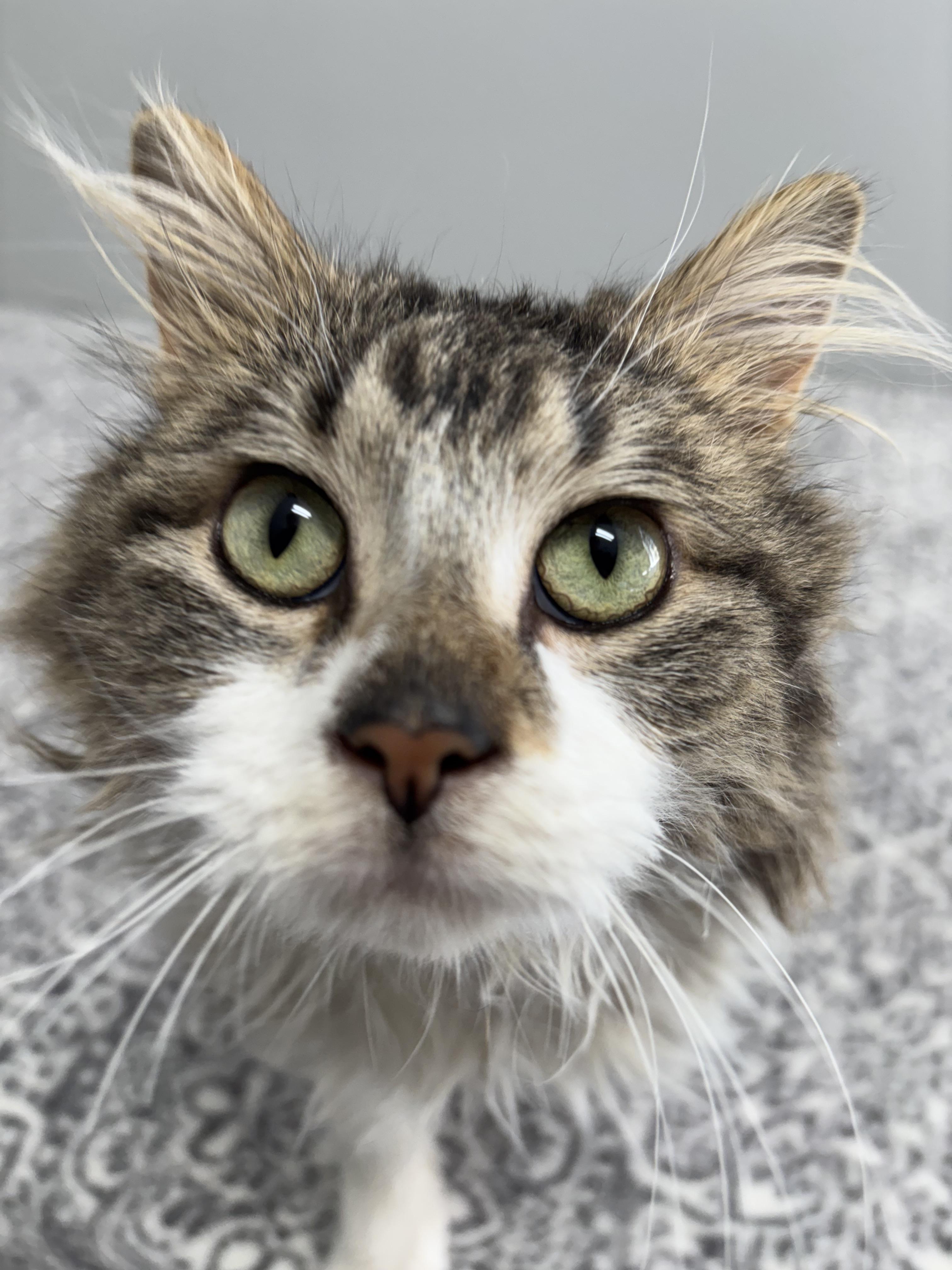 Harold, an adoptable Domestic Medium Hair in Frankfort, IN image 4/6
