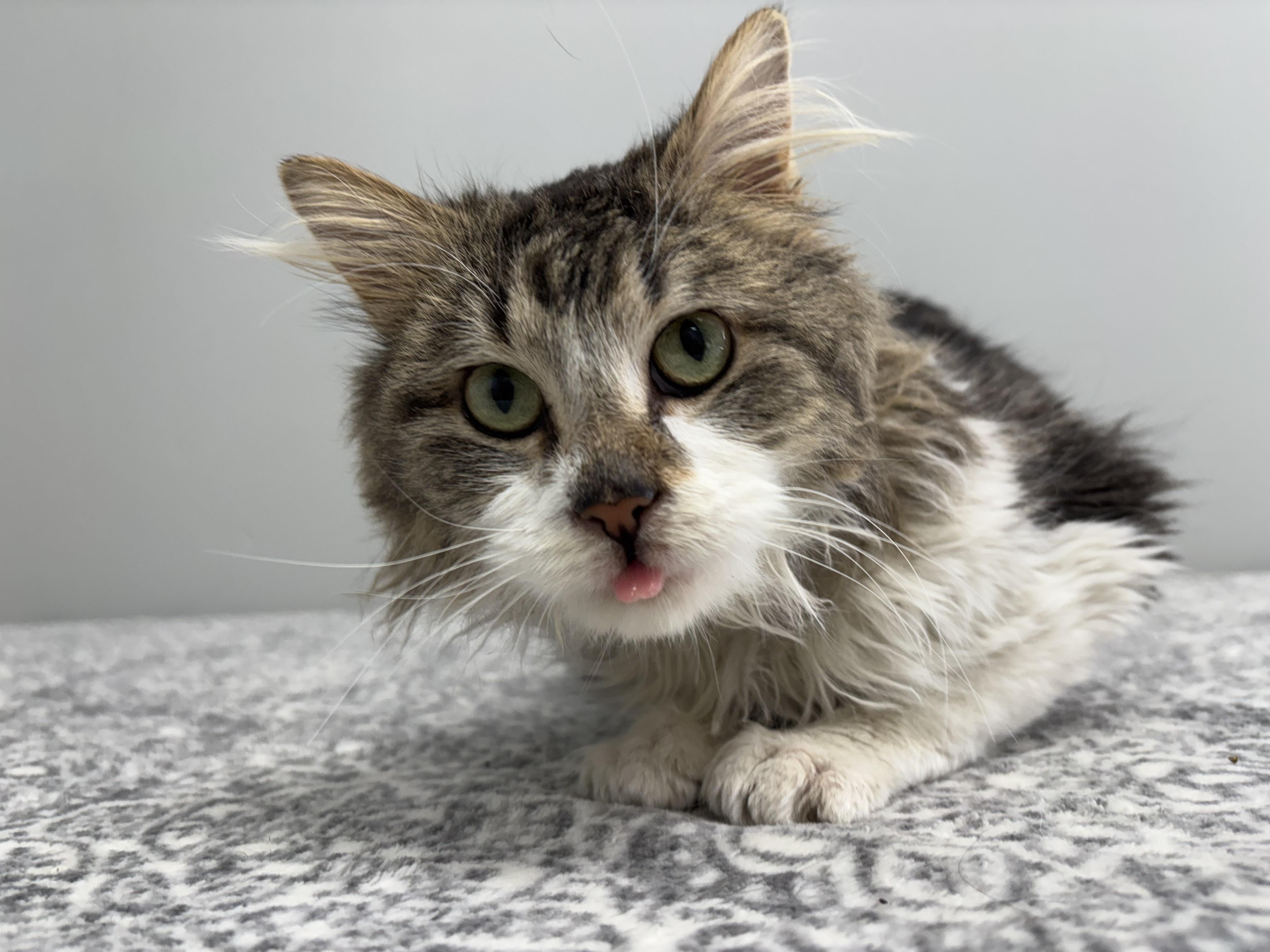 Harold, an adoptable Domestic Medium Hair in Frankfort, IN image 2/6