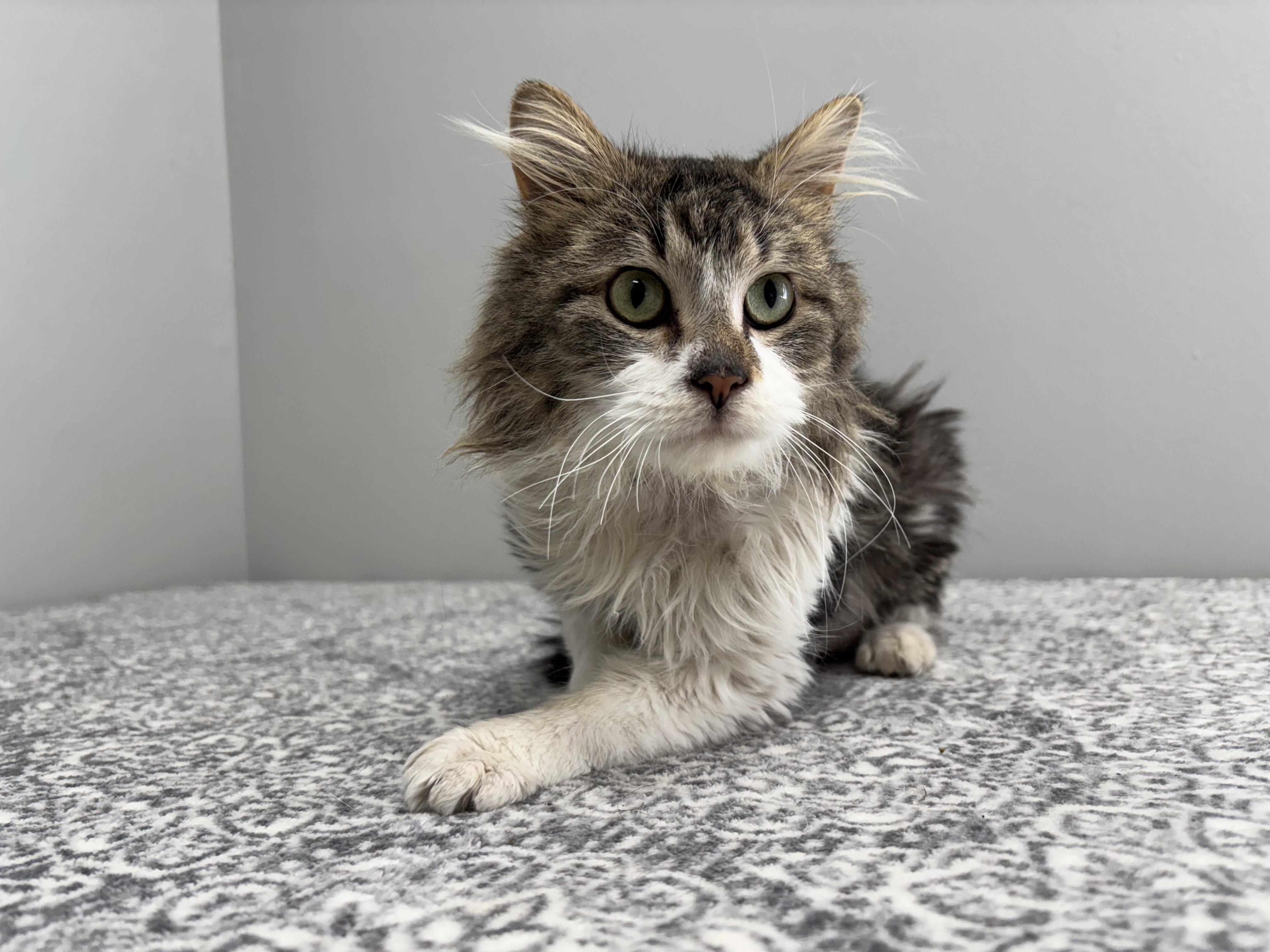 Harold, an adoptable Domestic Medium Hair in Frankfort, IN image 3/6