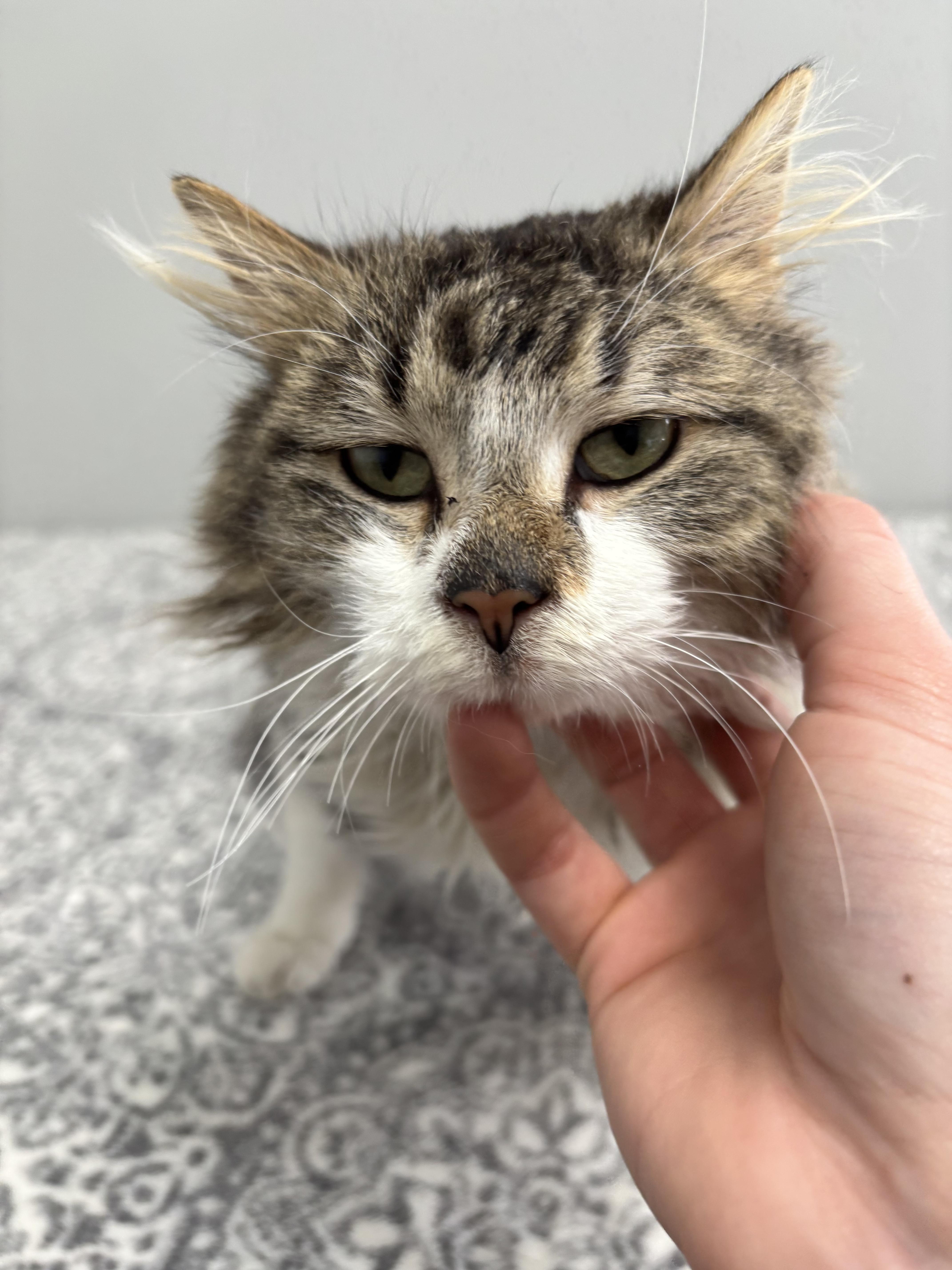 Harold, an adoptable Domestic Medium Hair in Frankfort, IN image 6/6