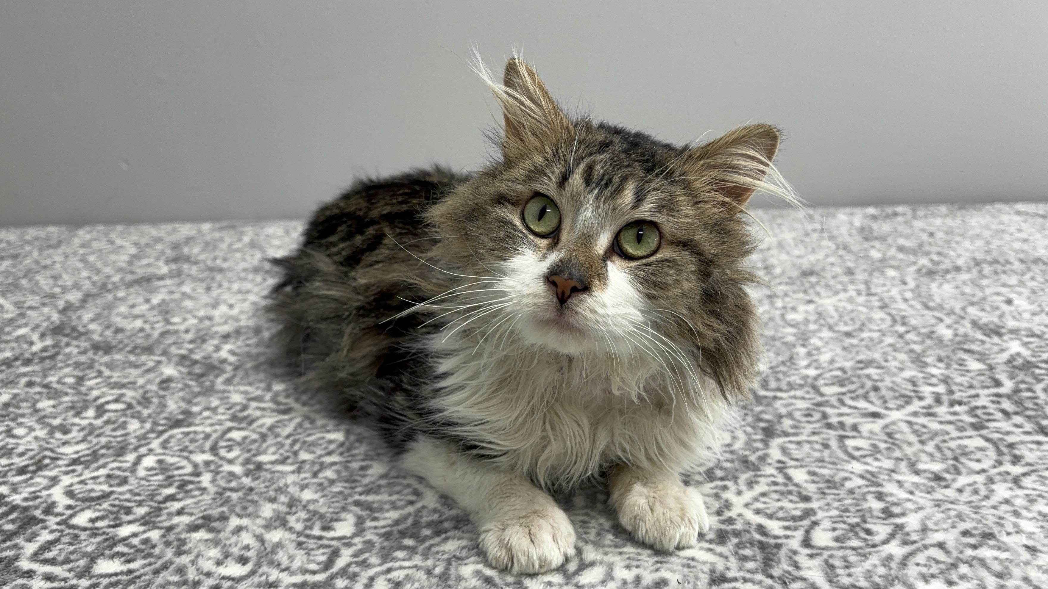 Harold, adoptable, Adult Male Domestic Medium Hair.