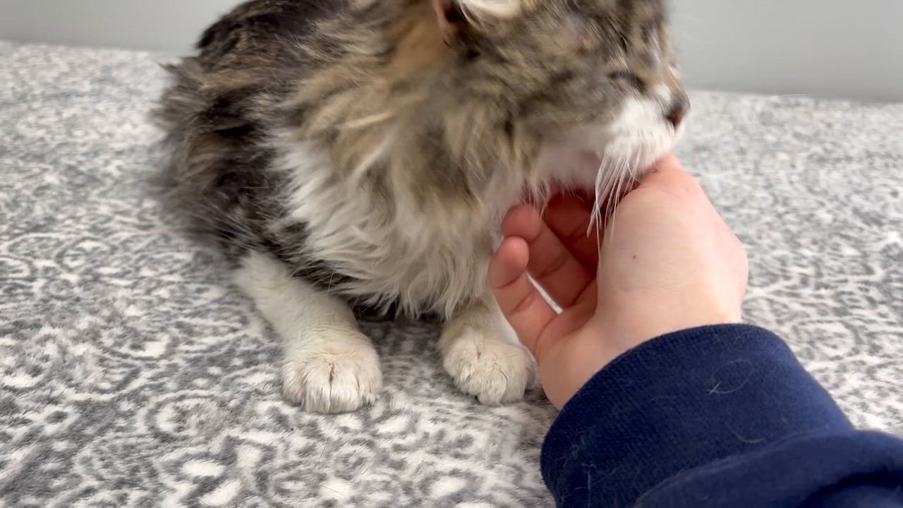 Enlarge Harold, an adoptable Domestic Medium Hair in Frankfort, IN video 5/6